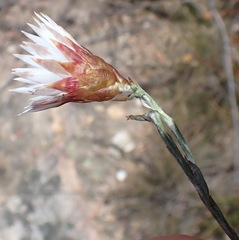 Helichrysum lancifolium