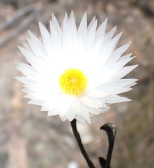 Helichrysum lancifolium