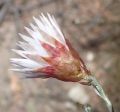 Helichrysum lancifolium