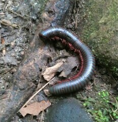 Narceus americanus
