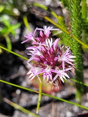 Lobelia jasionoides