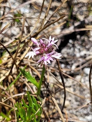 Lobelia jasionoides