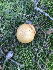 Chalciporus piperatus