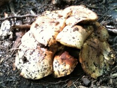 Buchwaldoboletus sphaerocephalus