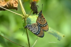 Acraea terpsicore