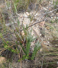 Senecio pauciflosculosus