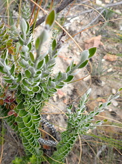 Senecio pauciflosculosus
