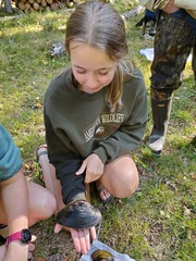 Lasmigona complanata