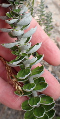 Senecio pauciflosculosus