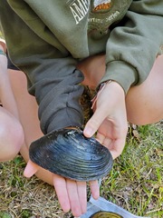 Lasmigona complanata