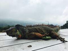 Iguana