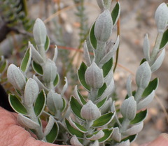 Senecio pauciflosculosus