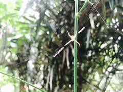 Argiope appensa