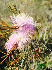 Melaleuca armillaris