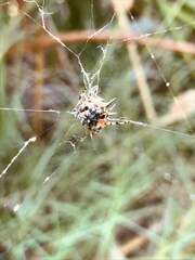 Austracantha minax