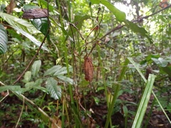 Sphedanus quadrimaculatus