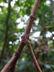Sphedanus quadrimaculatus