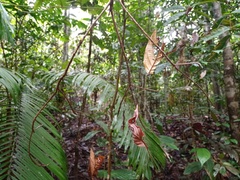 Sphedanus quadrimaculatus