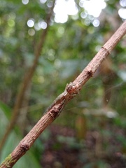 Sphedanus quadrimaculatus