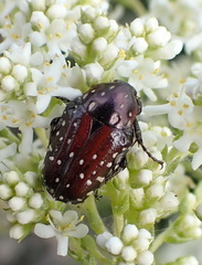 Leucocelis adspersa adspersa