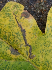 Stigmella aceris