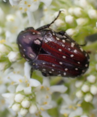 Leucocelis adspersa adspersa