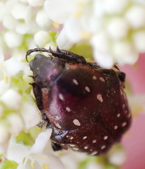 Leucocelis adspersa adspersa