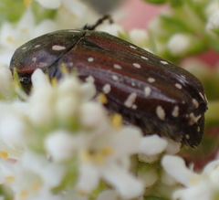 Leucocelis adspersa adspersa