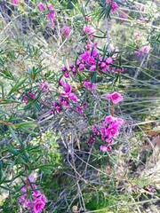 Hypocalymma robustum