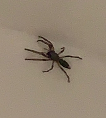 Lampona