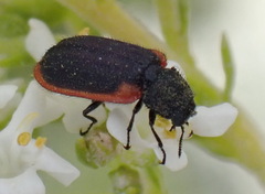 Melyris rufomarginata