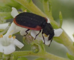 Melyris rufomarginata