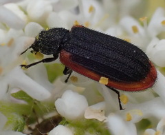 Melyris rufomarginata