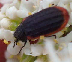 Melyris rufomarginata