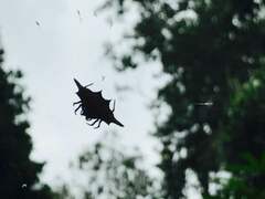 Gasteracantha diardi