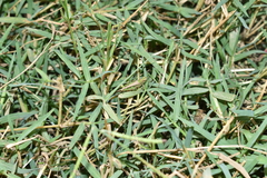 Spathosternum prasiniferum