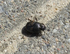 Onthophagus nuchicornis