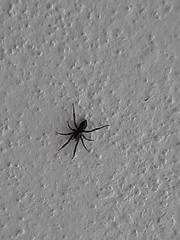 Gnaphosidae