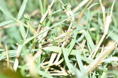 Spathosternum prasiniferum