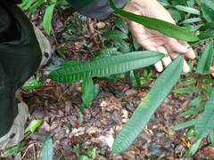 Ficus sinuata