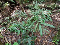 Ficus sinuata