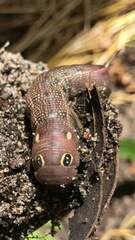 Hippotion celerio