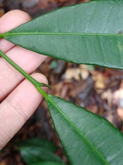 Ficus sinuata