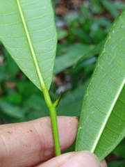 Ficus sinuata