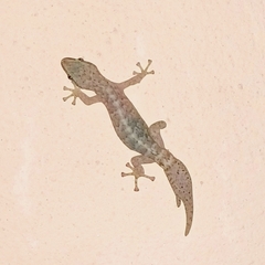 Afrogecko porphyreus