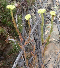 Crassula subulata