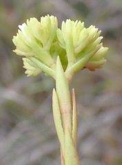 Crassula subulata