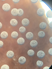 Physarum globuliferum