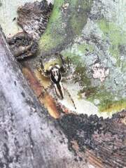 Plexippus paykulli