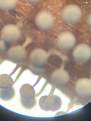 Physarum globuliferum